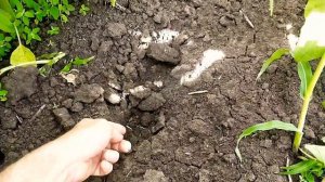 подсолнечник сорт ,,куба,, прёт как ракета