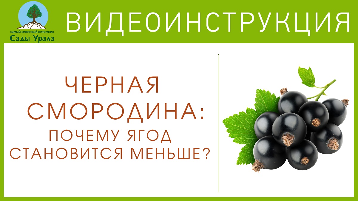 Сады урала. Питомник сады Урала. Сады Урала Артёмовский питомник Миролеевой. Сады Урала Артёмовский питомник каталог. Питомник Миролеевой.