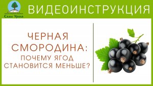 Почему ягоды смородины стали мелкими? Правильная обрезка смородины