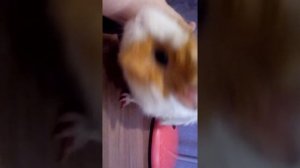 Как узнать беременная. Морская свинка