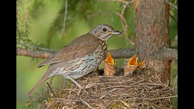 Голоса птиц. Дрозд певчий (Turdus philomelos) смотреть онлайн