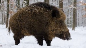 Дикий КАБАН решил отплатить ЛЮДЯМ  и поймал...