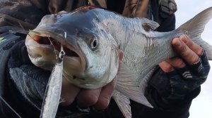 Поклёвка жереха на пилькер и сход щуки.