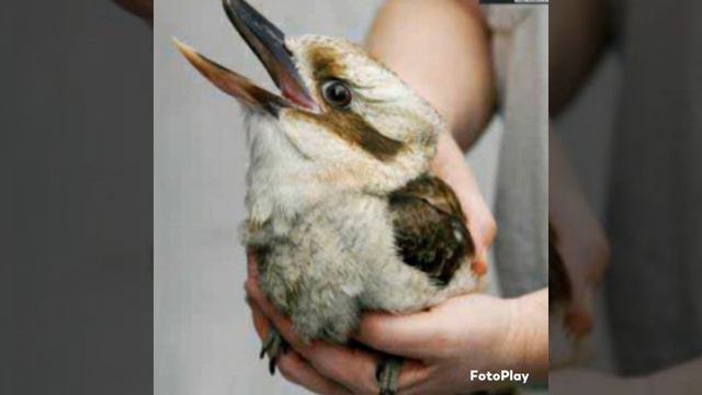 КУКАБАРА