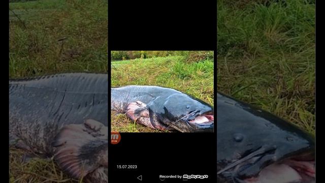 Гигантский сом против искрыбы (кто победит?) смотреть онлайн