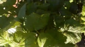 Хебан (Черная Полка) - уникальный сорт черной малины: вкусный, сочный, урожайный.