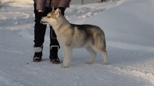 Хендлинг с хаски . Rave Review Feel Free To Be Happy смотреть онлайн