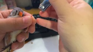 Как стричь когти маленьким птицам, амадина