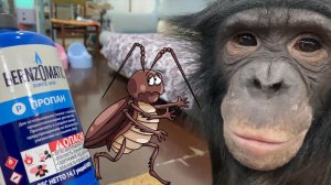 Как избавиться от тараканов с помощью ОГНЯ! | Дан Запашный и новый анбоксинг от обезьяны Бони