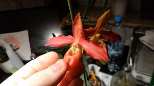 Phragmipedium Memoria dick clements Bloom Spotlight