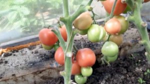 Обзор сортов томатов