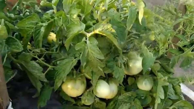 ?Урожайные сорта томатов. Лимон Лиана. Супер Клуша. смотреть онлайн