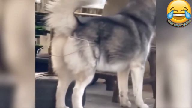 неудачники! падения. приколы, смешные моменты. приколы с животными. кошки собаки # 229 смотреть онлайн