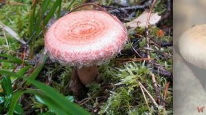 Гриб волнушка (Lactarius)