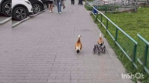 Марина Соколова/Обзор.