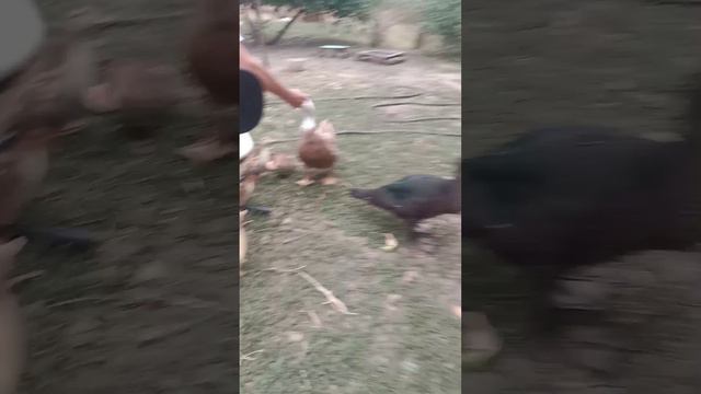 # утята кушают арбуз#