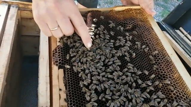 Хотел поймать рои а на ловил маток! смотреть онлайн