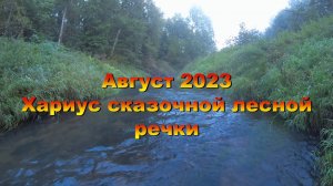 Август 2023. Хариус сказочной лесной речки