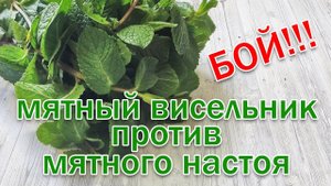 Настойка на Самогоне и Мяте Сравниваем Висельника и Прямой настой от Свой Среди Своих кулинария