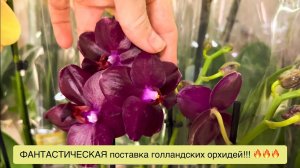 @zeboorhids снова привезла ПОТРЯСАЮЩИЕ орхидеи!!!