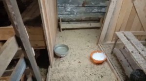 Защита для кур от ? петуха.Попонки