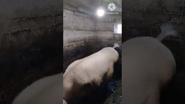 Хряк КБ на продажу, обзор,в апреле год, ремонтные свинки, подпищика. смотреть онлайн