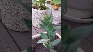 эустома карликовая