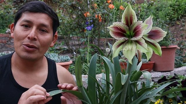 Hablando del Hippeastrum papilio - Amarillys mariposa - Azucena - Amarilis / Amancaya / Lirio смотреть онлайн