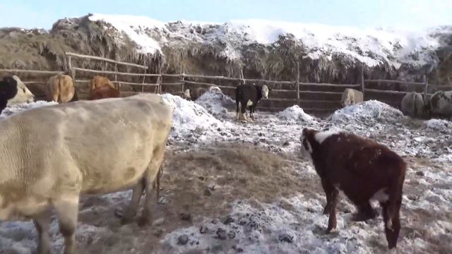 По просьбе подписчика, обзор бычков не кастратов. смотреть онлайн