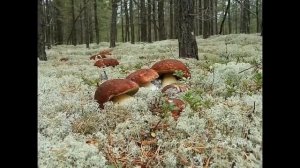 Хоть раз в жизни попасть в такое место!