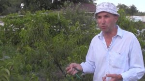 @Улучшение завязи винограда  Эксперимент  Сорт Кодрянка