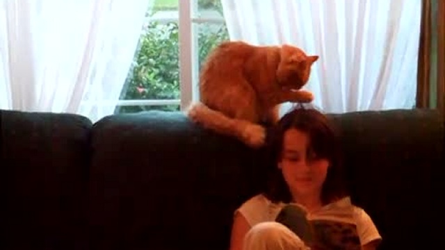 Кот-чистюля