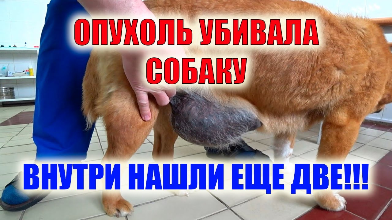 Перевозбуждение у собак