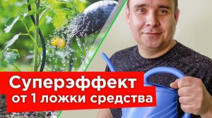 УБОЙНОЕ СРЕДСТВО ОТ БОЛЕЗНЕЙ И ВРЕДИТЕЛЕЙ - ТРИЛЛИОНЫ ПОЛЕЗНЫХ БАКТЕРИЙ И ГРИБОВ В 1 МЛ ПРЕПАРАТА!