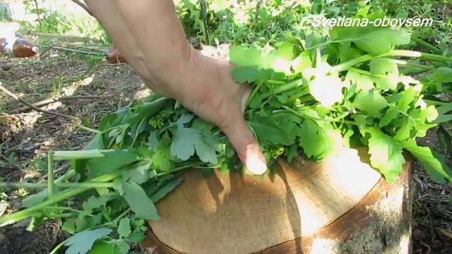 НАШАТЫРНЫЙ СПИРТ , КОЛА, ЧИСТОТЕЛ -СУПЕР СРЕДСТВА от ТЛИ . ОПРЫСКИВАЕМ РОЗЫ, СМОРОДИНУ,... смотреть онлайн