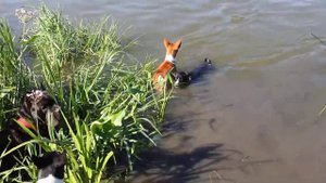 Йодль басенджи