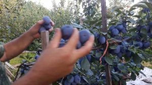 Слива Вижен: собираем урожай