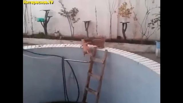 Кот провалился в бассейн) смотреть онлайн
