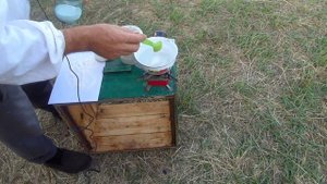 Как проверить пчел на наличие клеща.