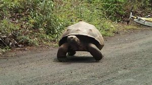 Giant Tortoise on Isabela Island, Galapagos Archipelago Ecuador