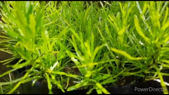 29.Hemigraphis repanda green #hemigraphisrepanda смотреть онлайн