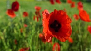 Лучшие композиции Сергея Грищука! Сборник невероятно красивой музыки для души...красивая видео