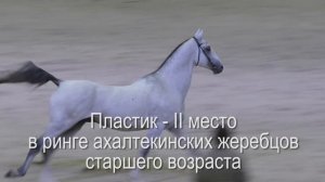 Красивый вороной жеребец Джамал Гели Ахалтекинская порода лошадей #ИППОсфера #Hipposphere #AkhalTek