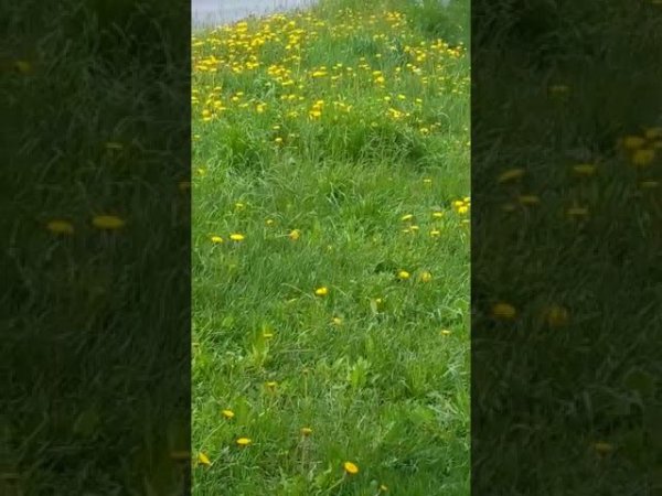 Весенние Одуванчики
