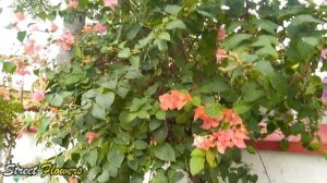 Purple bougainvillea flowers, on the side of the highway