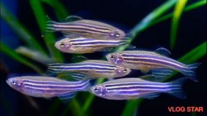 Рыбки ДАНИО и ВСЕ о них! | РАЗНОЦВЕТНЫЕ ДАНИО | Данио рерио | Данио Glofish | Pets