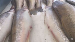 МИНИ ОБЗОРЧИК ПО ЖИВОЙ РЫБКЕ. ЛЮБИМЫЙ ПРИВОЗ