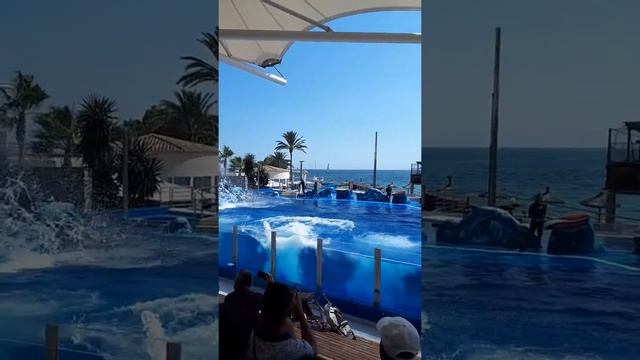 Marineland, Mallorca. Дельфины, Дельфинарий Майорка.