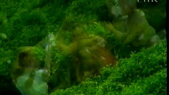 Реклама Nargis Tea (Екатерина Гусева_1996г.) смотреть онлайн