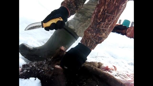 как правильно ободрать бобра . вырезат струю и засолить шкуру +18 смотреть онлайн